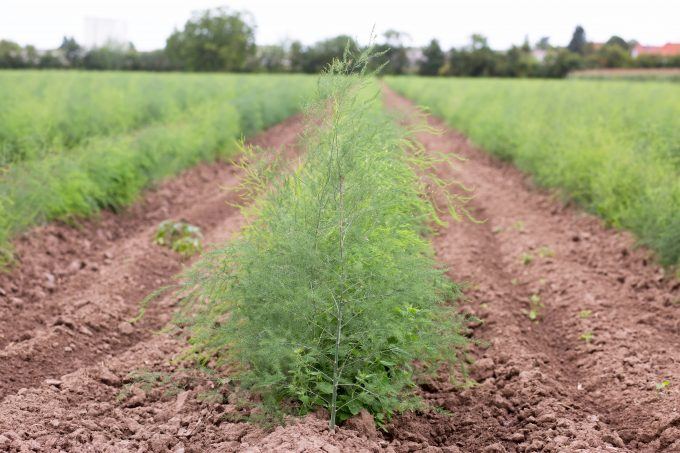 Asparagus plants growing in the field