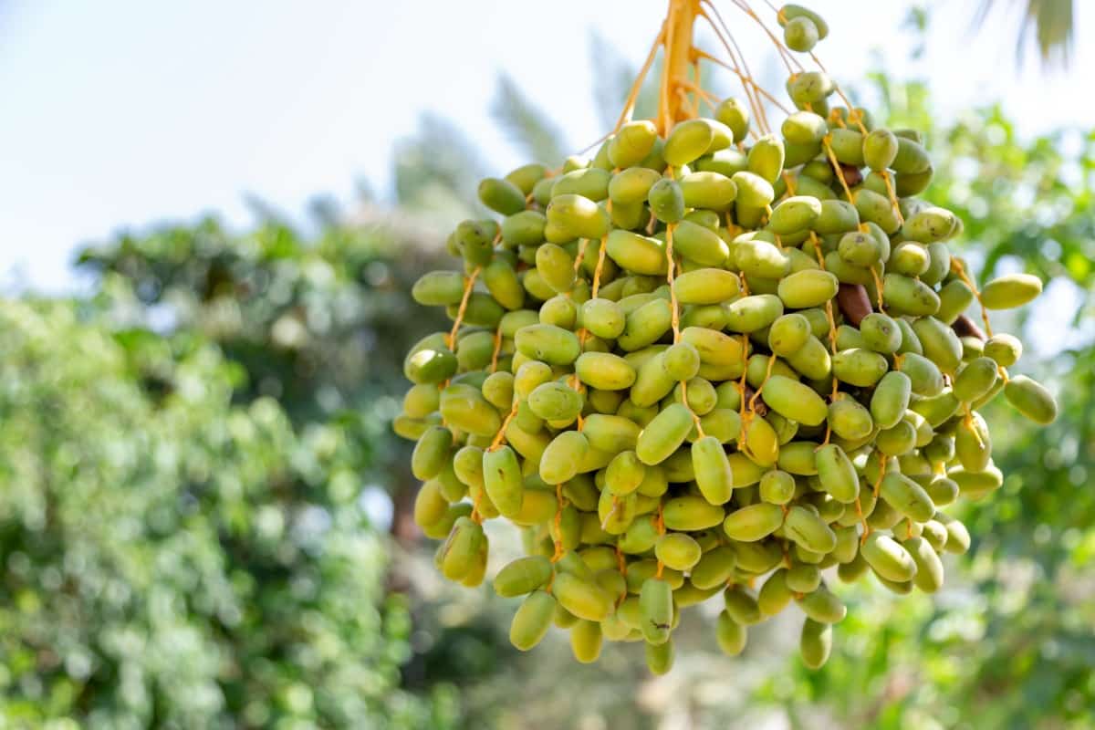 Unripe dried dates on a date palm