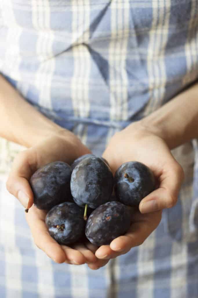 Fresh plums straight from the tree, ready for preserving