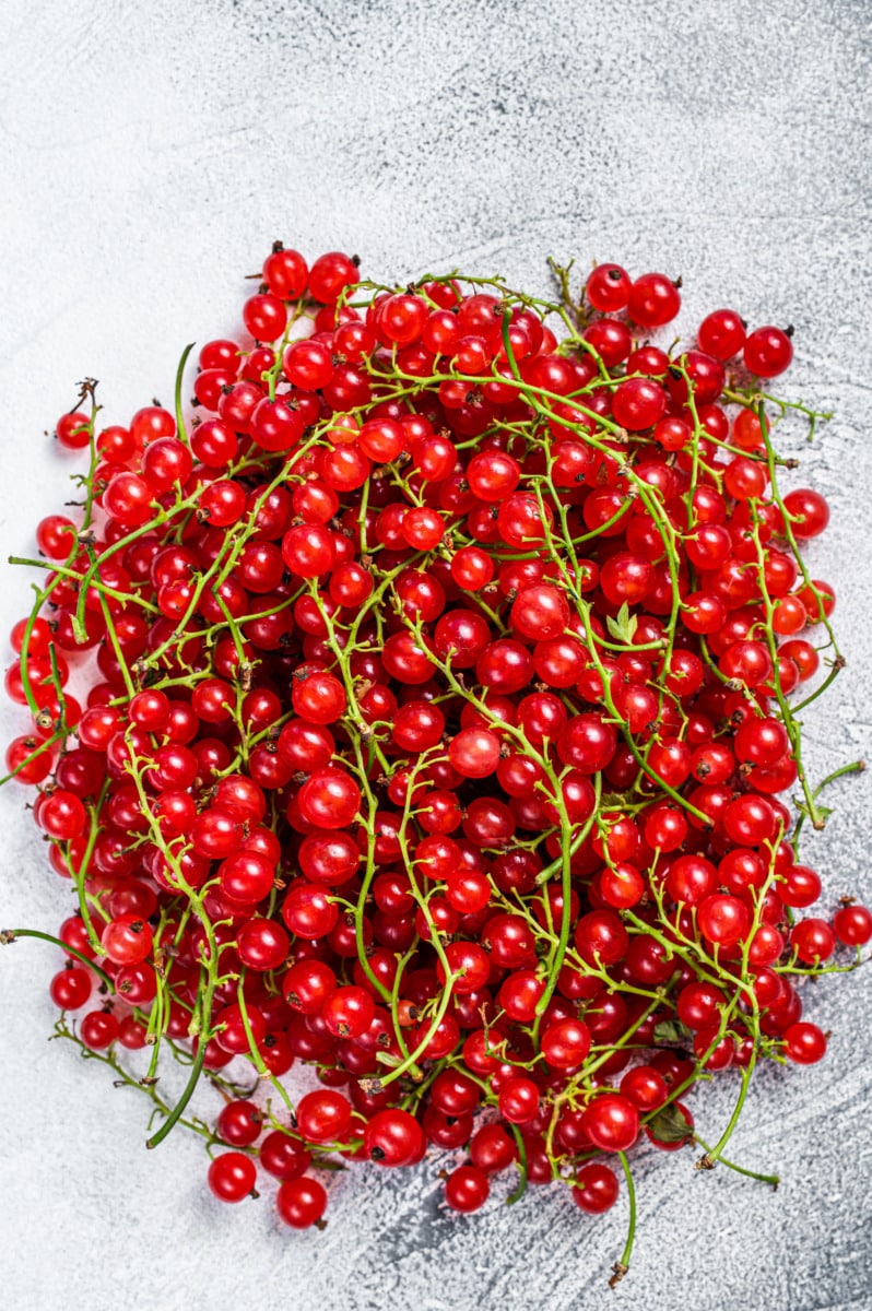 Freshly picked redcurrants