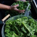 Steamed Kale in the Thermomix® made in the Thermomix®