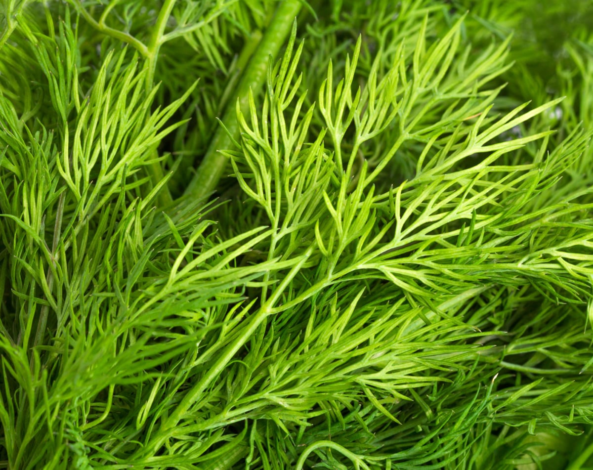 Dill for Thermomix® salad dressing