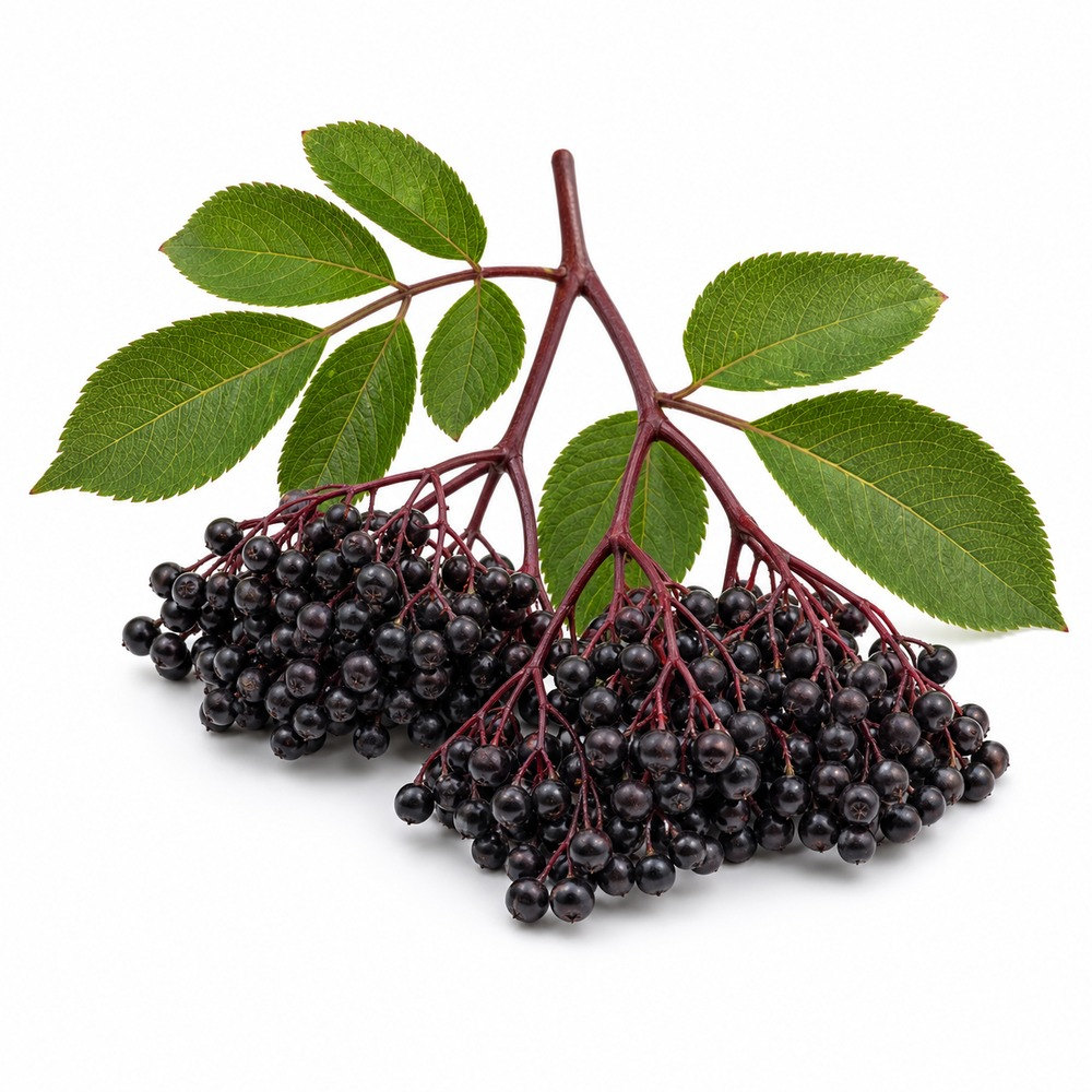 Seasonal Calendar Thermomix® Recipes | MixMyDay 12 Elderflower and Elderberries
